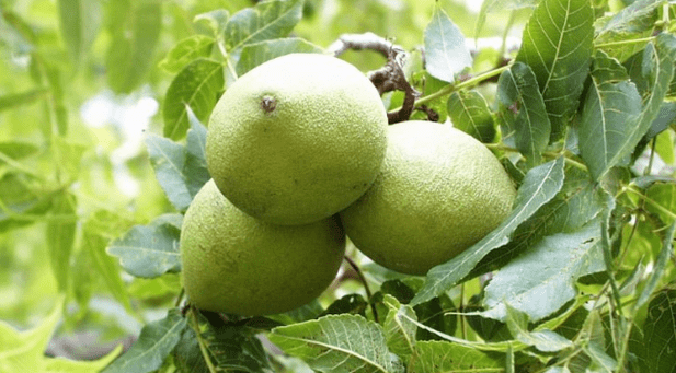 Cleansing parasites with walnut skin