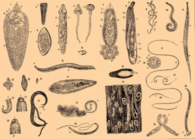 The type of parasites in the human body and where they live