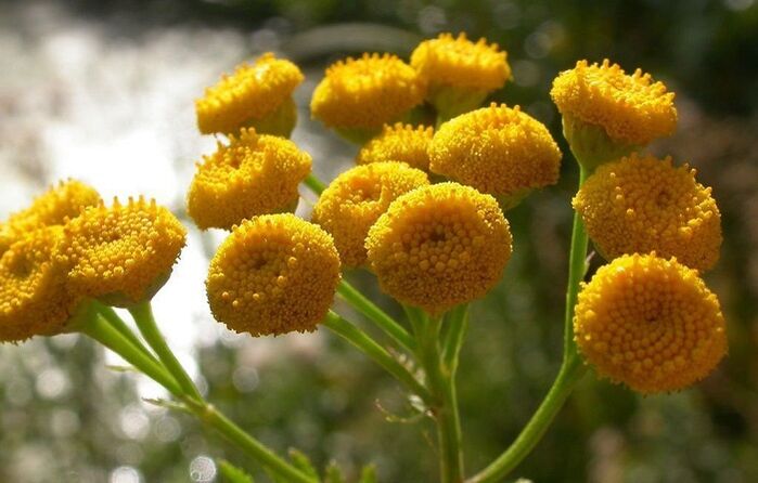 Tansy to remove parasites from the body